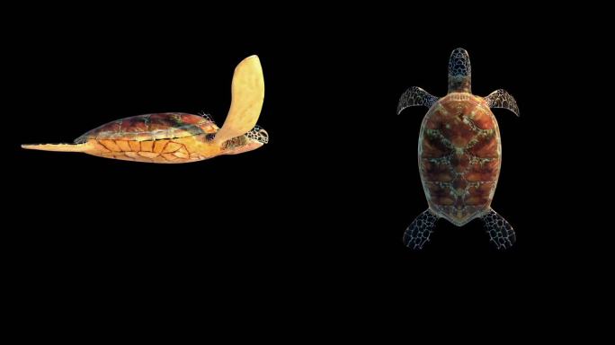海龟分段动画