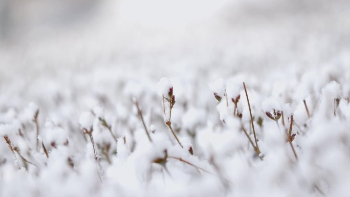 伊犁雪中的花开伊犁春天