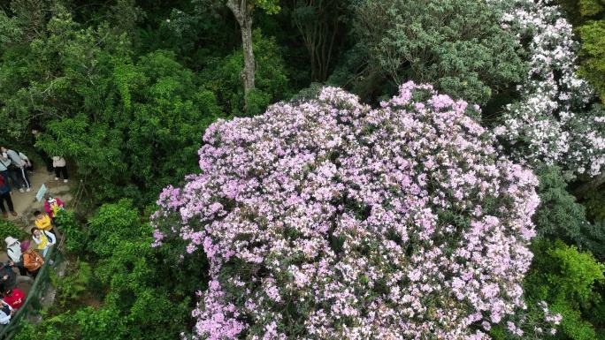 深圳梧桐山毛棉杜鹃花