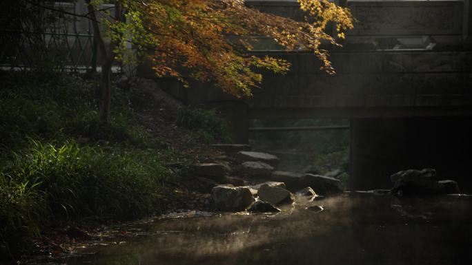 杭州九溪秋天早晨阳光洒在金黄的枫树叶
