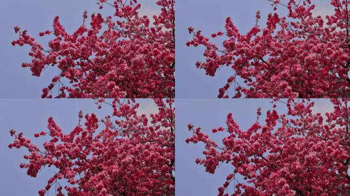 春暖花开樱花盛开