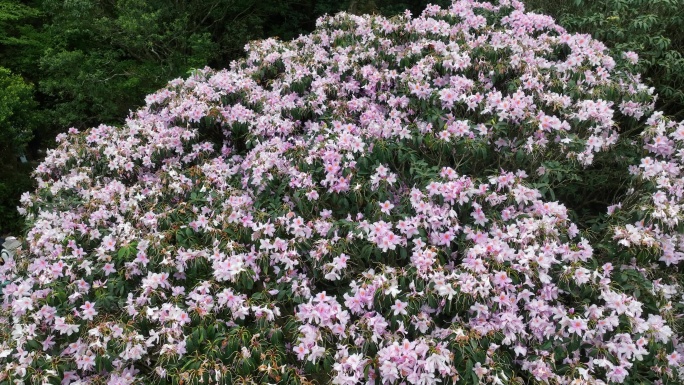 深圳梧桐山毛棉杜鹃花