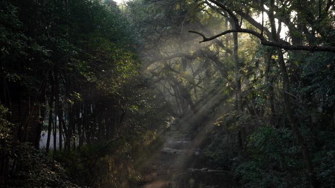 杭州九溪早晨的阳光透过树枝洒落雾气小溪