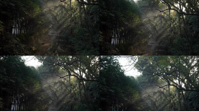 杭州九溪早晨的阳光透过树枝洒落雾气小溪