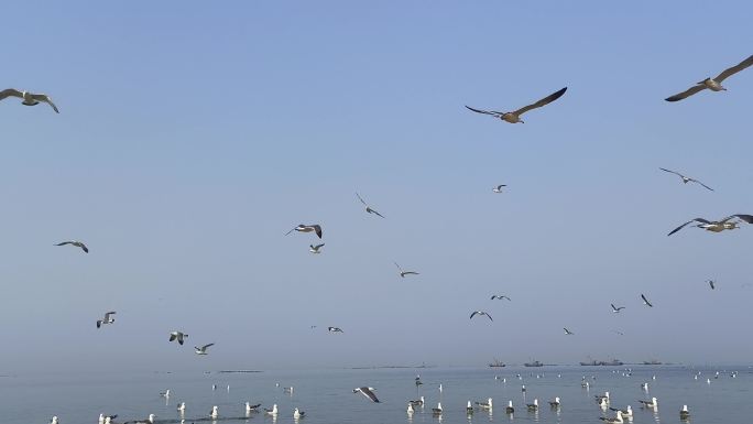 海鸥寻找食物的海鸥