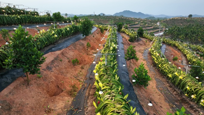 航拍海南火龙果基地 火龙果开花