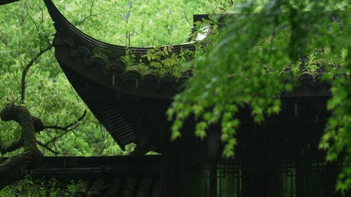 杭州虎跑下雨天古建筑前雨水打在绿色叶子上