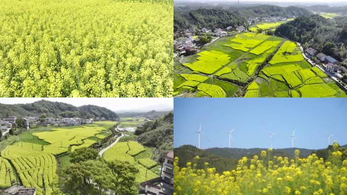 【4K】油菜花海  乡村振兴  旅游