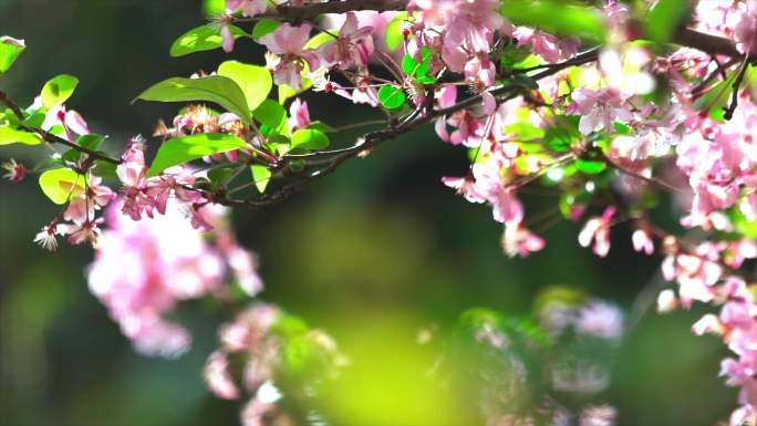 圆通山海棠花 昆明圆通山 海棠樱花 樱花