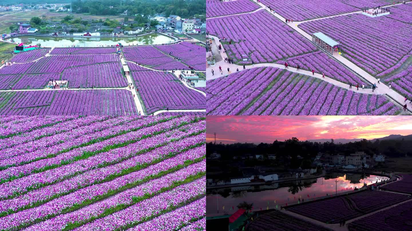 花海日落航拍