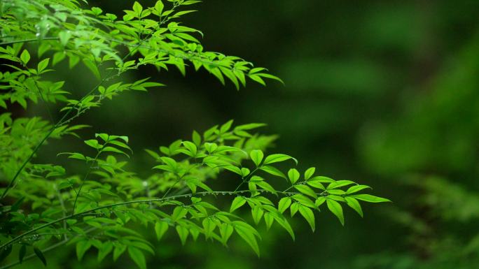 杭州虎跑下雨天挂着水滴的绿色树枝树叶