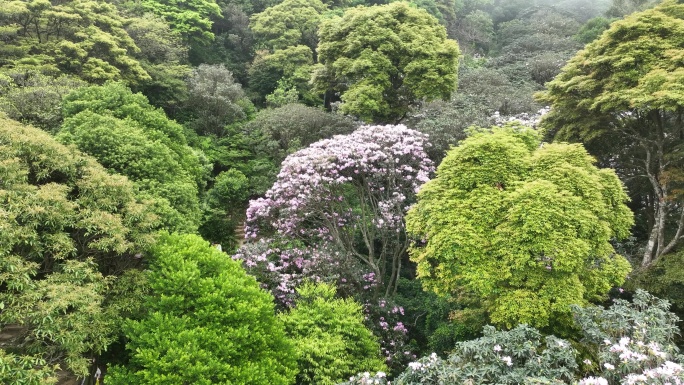 深圳梧桐山毛棉杜鹃花