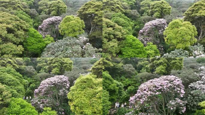 深圳梧桐山毛棉杜鹃花