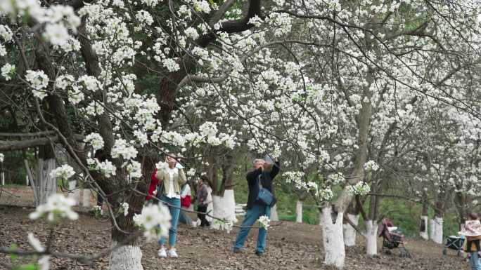 春天成都植物园梨花开市民游客梨园赏花拍照