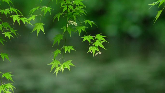 杭州虎跑下雨天的湖边的绿色枫树叶有风吹动