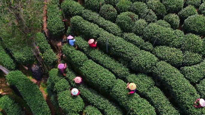 春茶采摘手工炒茶制作