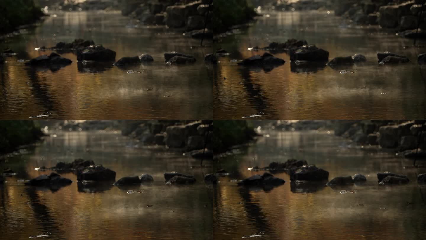 杭州九溪秋天早晨金黄枫树林下的水面上