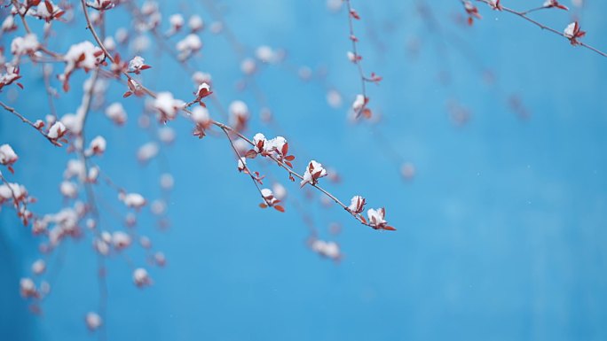 伊犁雪中的花开伊犁春天