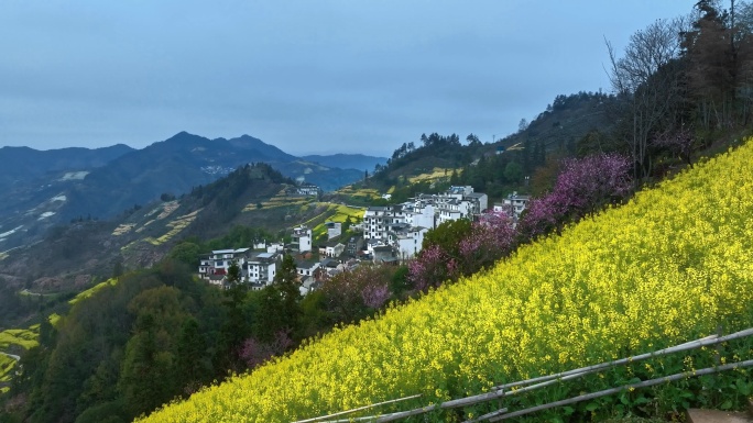 黄山歙县石潭油菜花春天