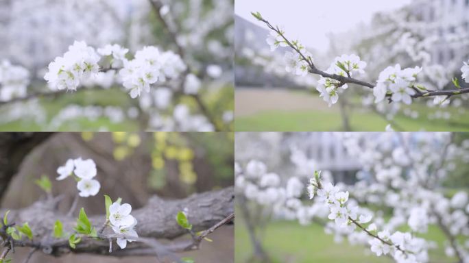 【原创视频】城市花园办公楼下春天里李花开