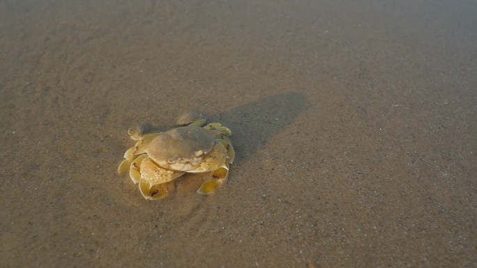沙滩上的蟹
