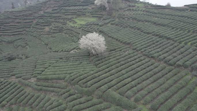 峨眉双福双邑村茶山樱桃花航拍