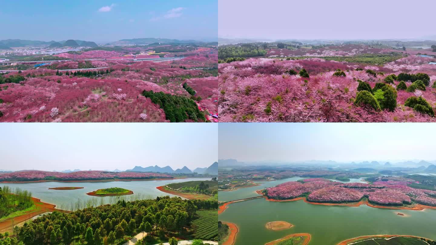 贵州平坝樱花航拍4k