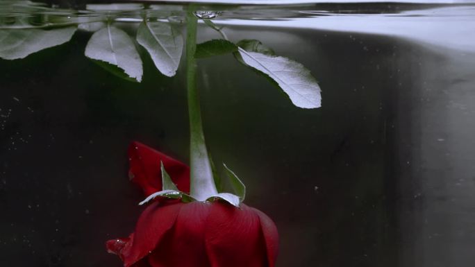 水下 花 玫瑰 情绪