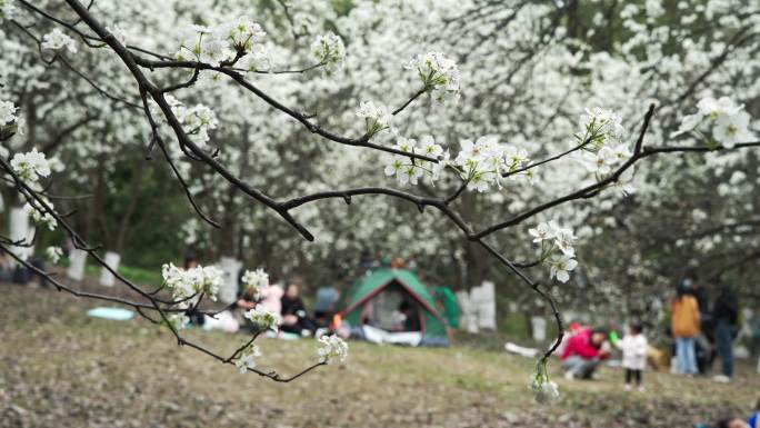 春天成都植物园梨花开市民游客梨园赏花游览