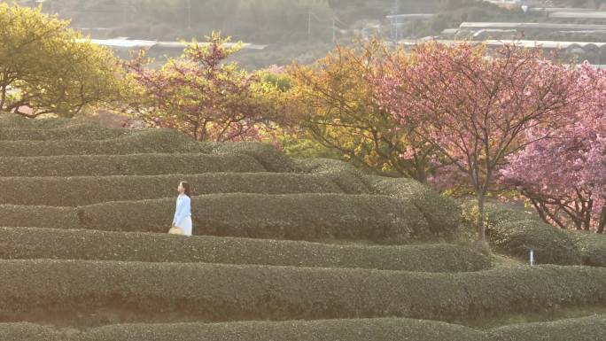 4k台品樱花茶园的少女