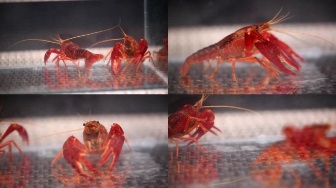 【镜头合集】清水中养殖的小龙虾小海鲜3