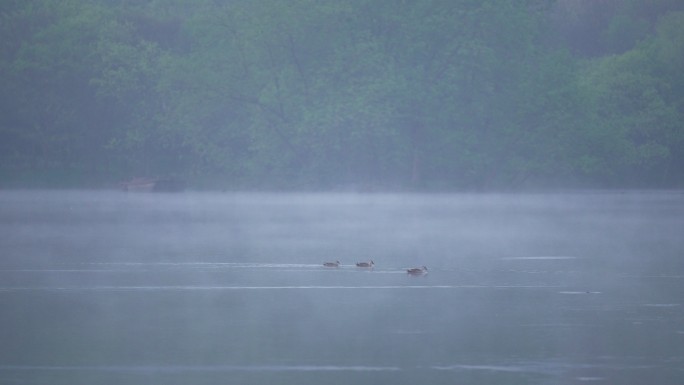 杭州茅家埠 水鸟游在飘动雾气的水面上
