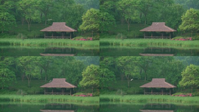 杭州乌龟潭 水鸟飞过湖边的茅草亭子
