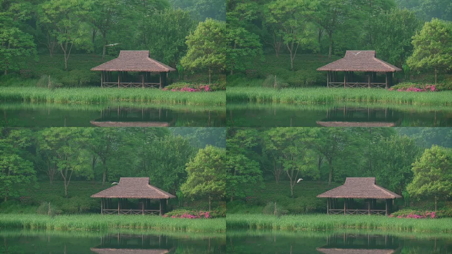 杭州乌龟潭 水鸟飞过湖边的茅草亭子