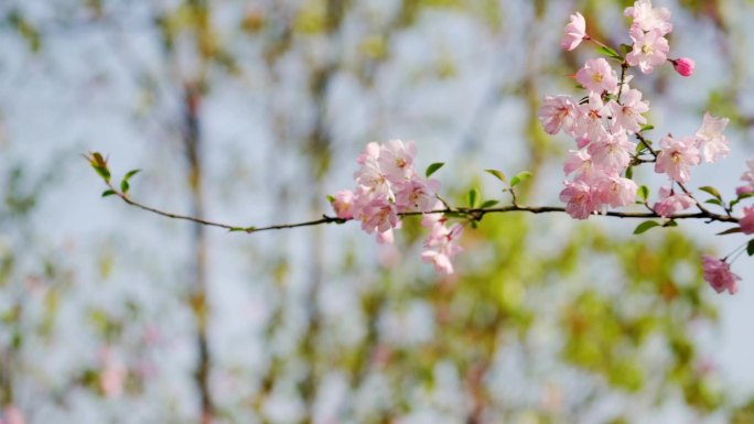 一枝花在风中摇曳