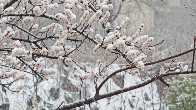 雪中桃林