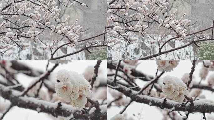 雪中桃林