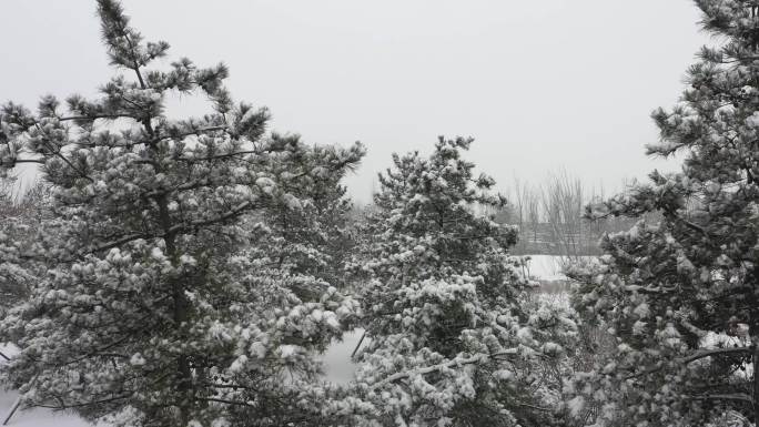 下雪 雪景 松树 雪松 冬天松树