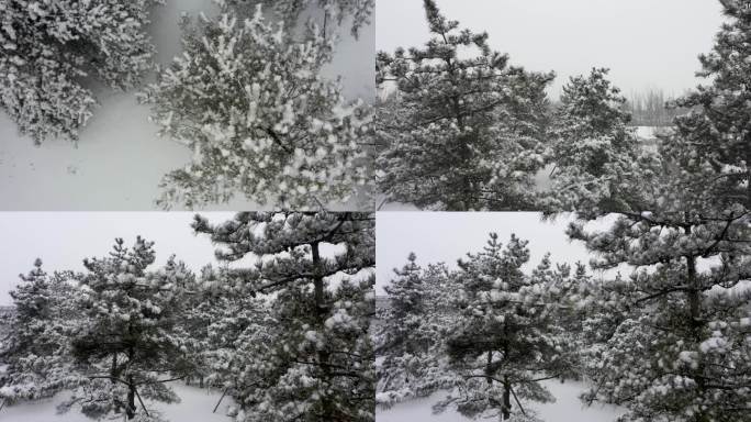 下雪 雪景 松树 雪松 冬天松树