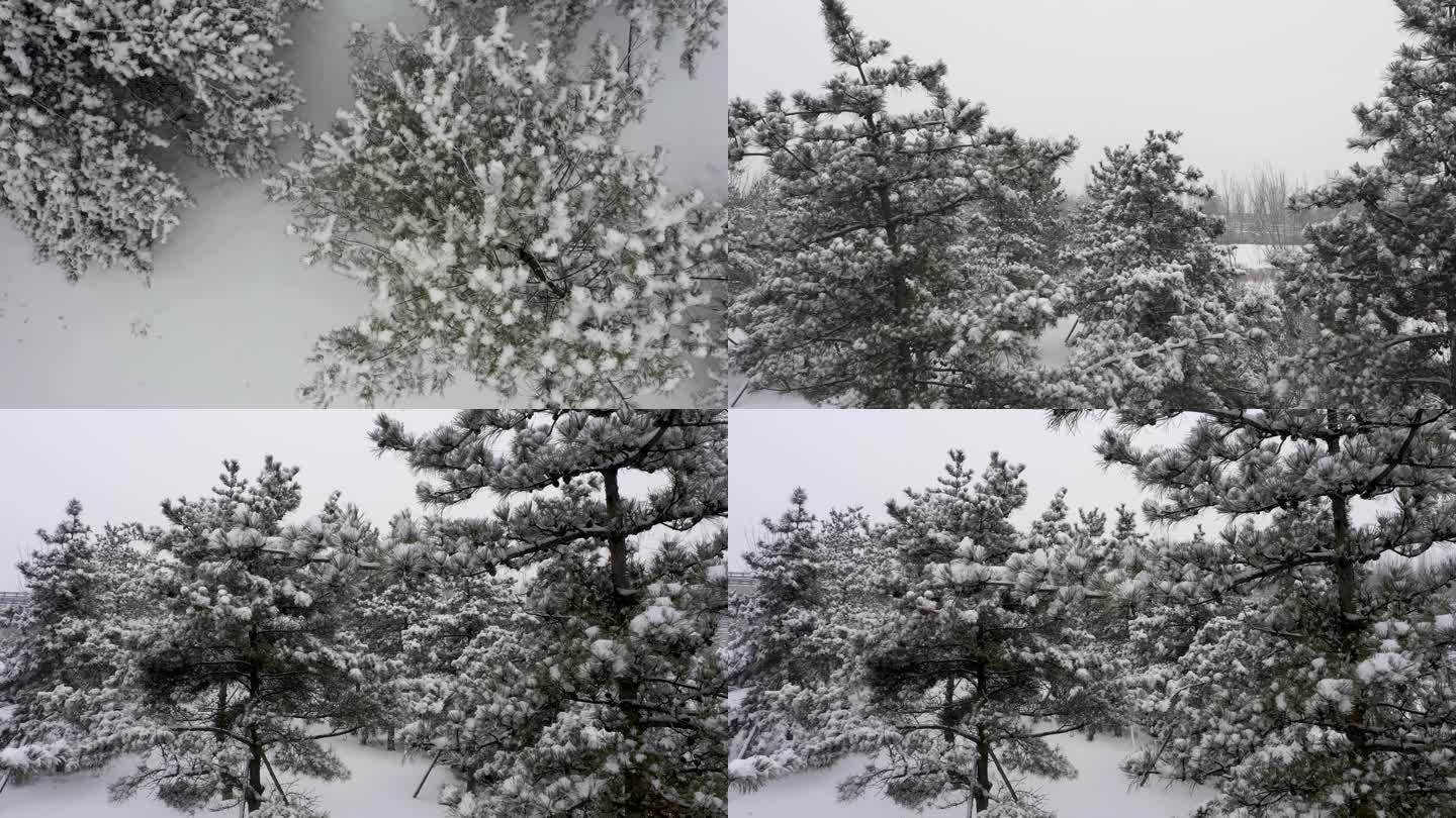 下雪 雪景 松树 雪松 冬天松树