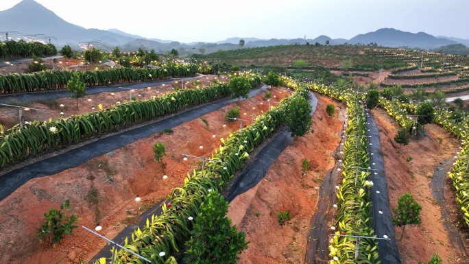 航拍海南火龙果基地 火龙果开花