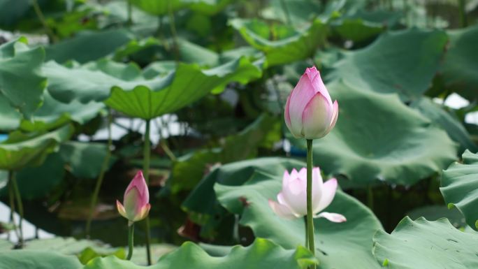 深圳洪湖公园夏日荷花