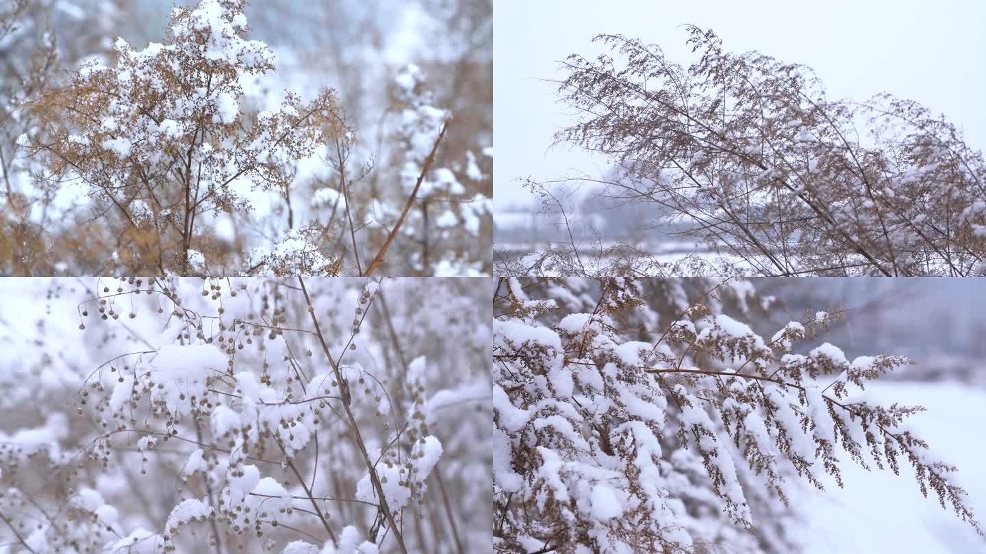 【4K】唯美雪景雪中枯草