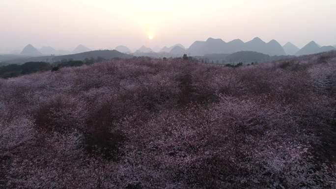 樱花 万亩樱花 贵安平坝樱花园 樱花树