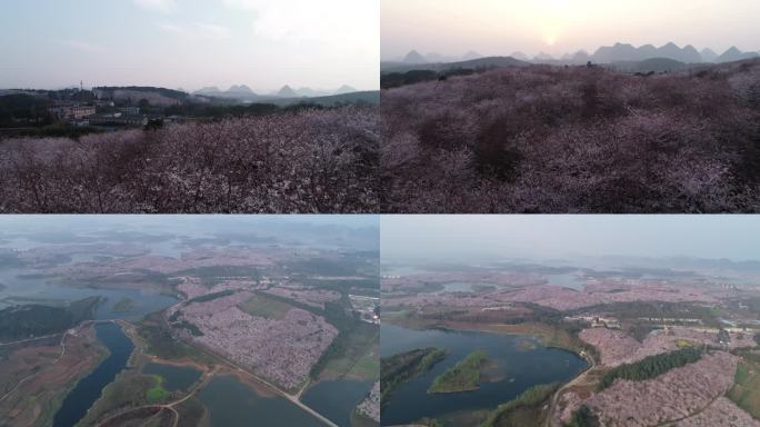 樱花 万亩樱花 贵安平坝樱花园 樱花树