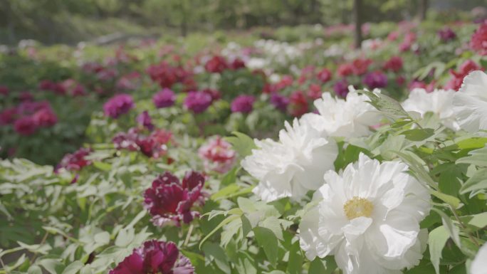 牡丹园牡丹盛开 原创4k素材