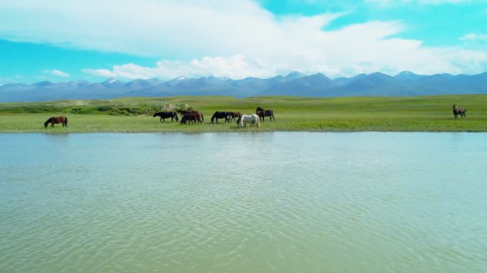 美丽草原上蓝天白云下一群马在河边悠闲吃草