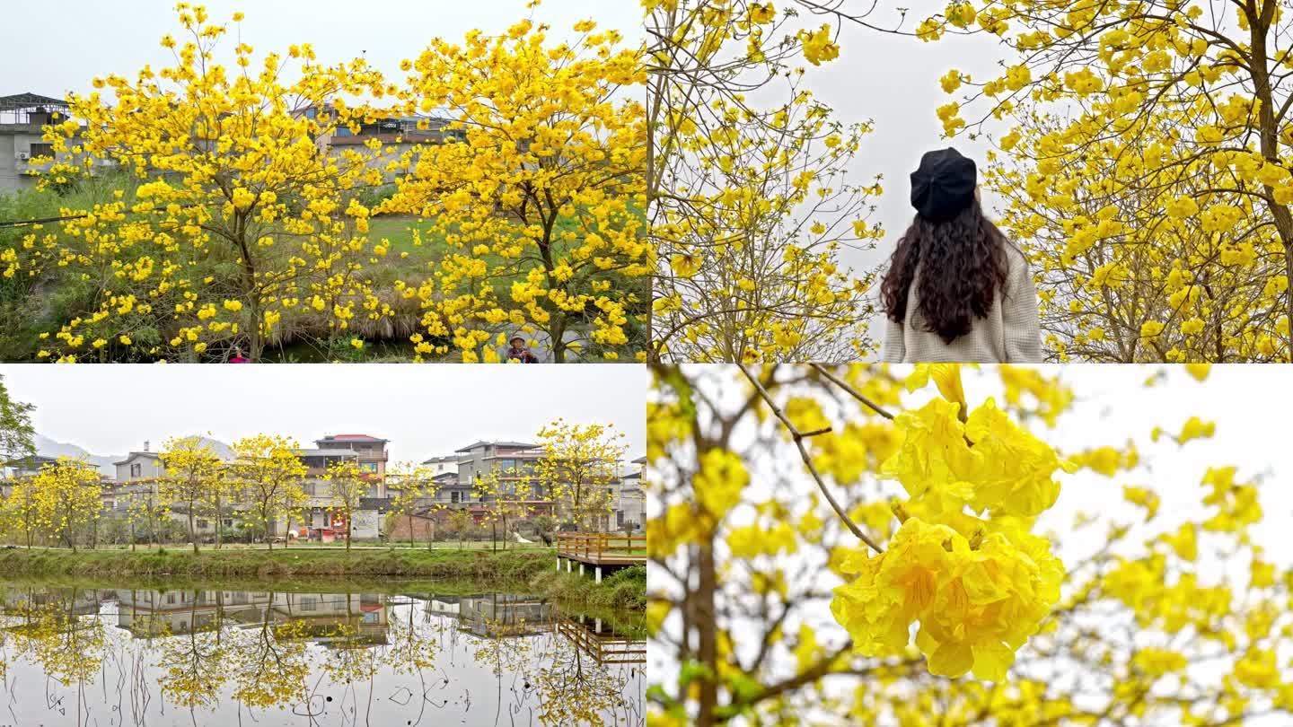 春天盛开的黄花风铃木