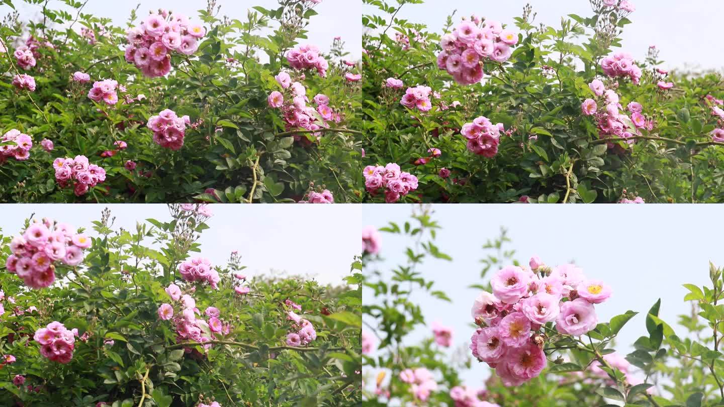 唯美红色月季粉色月季花蔷薇花 1080P