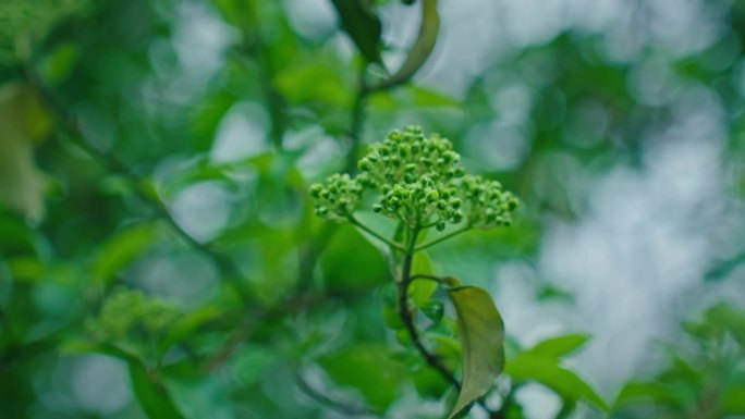 春分 下雨 雨水 露珠 春天 温暖